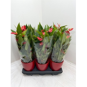 Anthurium Andr. Million Flowers Red