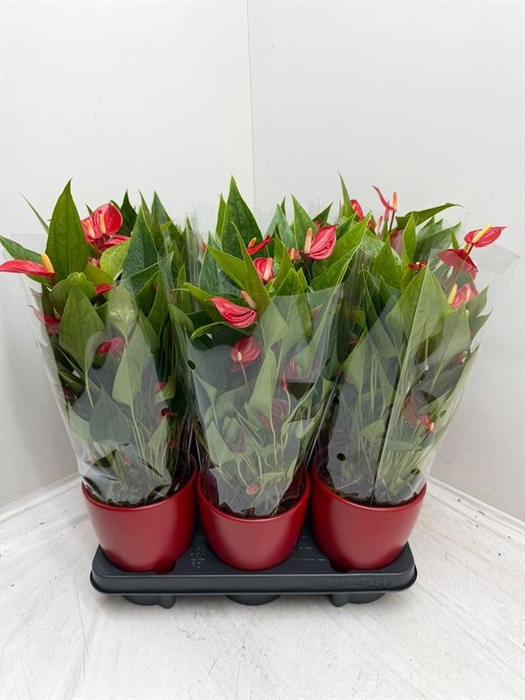 <h4>Anthurium Andr. Million Flowers Red</h4>