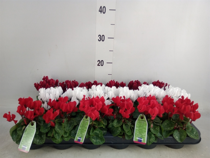 <h4>Cyclamen KL 'Verano'</h4>