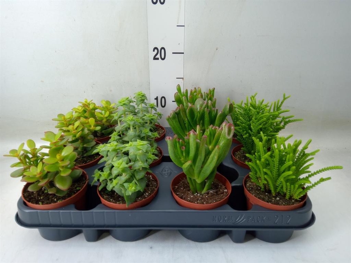 <h4>Crassula   ...</h4>