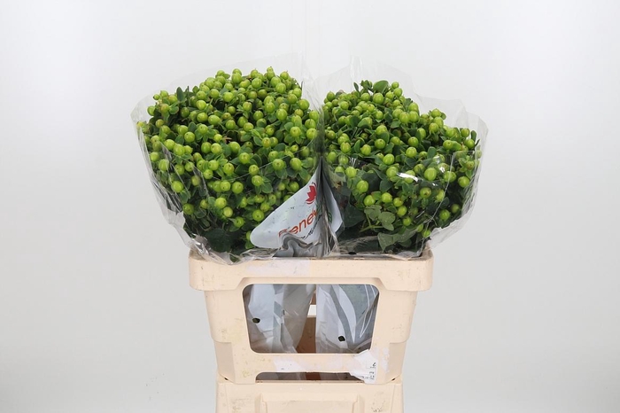 <h4>Hyp Mag Green</h4>