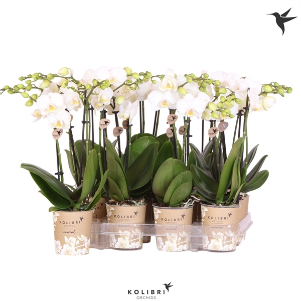 <h4>Kolibri Orchids Phalaenopsis White 2 spike big flower</h4>
