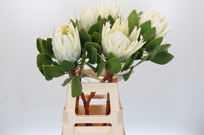 <h4>Protea Cyn. Ayoba Arctic Ice</h4>