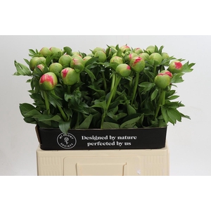 Paeonia Coral Sunset