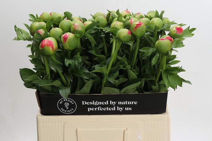 <h4>Paeonia Coral Sunset</h4>