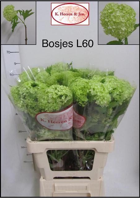 <h4>VIBURNUM ROSEUM BOS</h4>