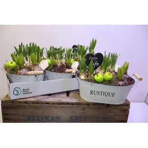 arr8 Arr Bol Knol In Zinken Hengsel Bak Ovaal