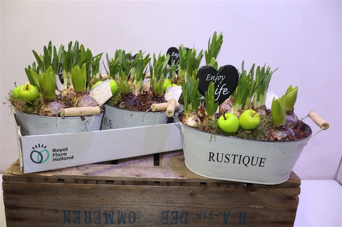 <h4>Arr Bol Knol In Zinken Hengsel Bak Ovaal</h4>