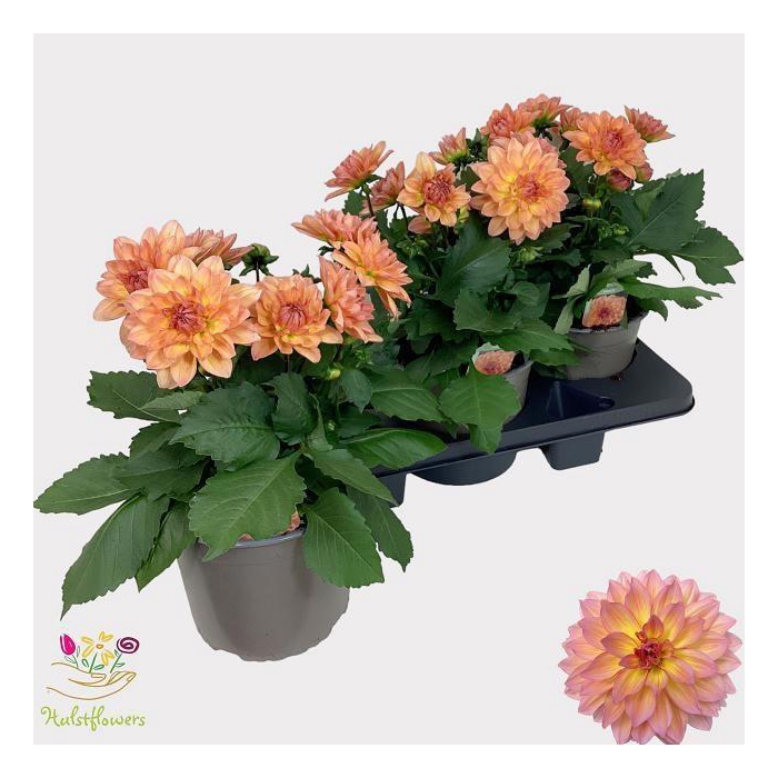 <h4>DAHL GARDEN PEACH</h4>