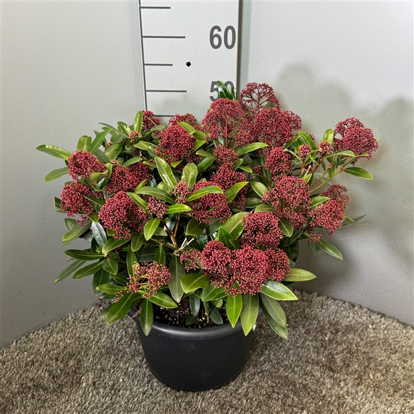 <h4>Skimmia japonica 'Rubesta'</h4>