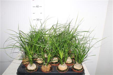 <h4>Beaucarnea Recur</h4>