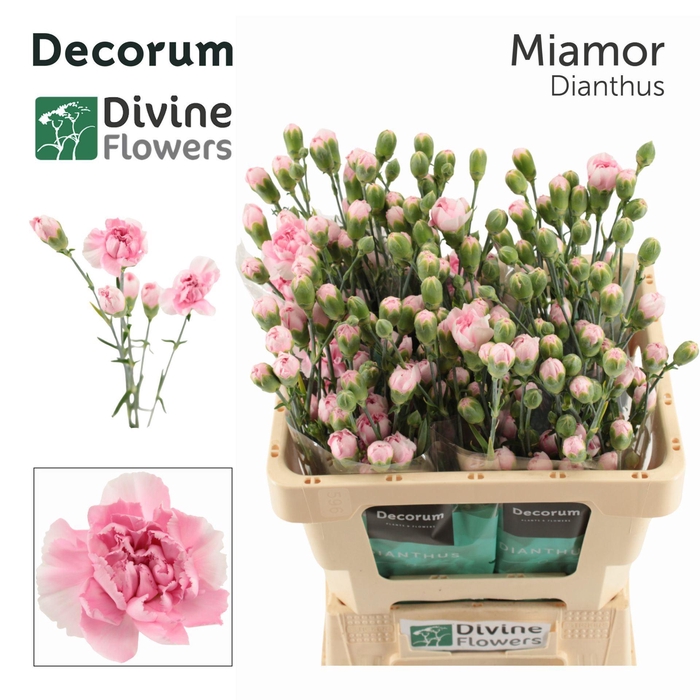 <h4>Dianthus TR 'Miamor'</h4>