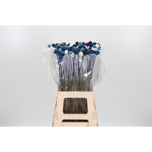 Craspedia Blue Lagon Mix