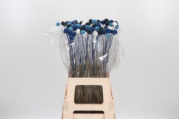 <h4>Craspedia Blue Lagon Mix</h4>