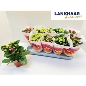 KAL GE PERF GEM 5 KL