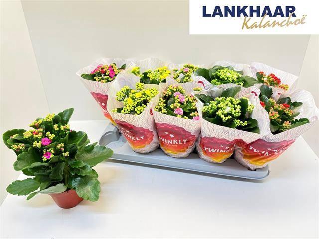 <h4>KAL GE PERF GEM 5 KL</h4>