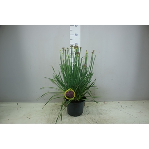Allium Millenium X