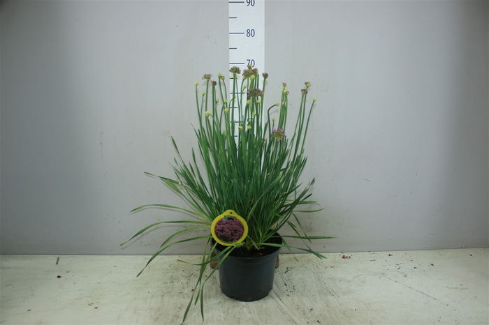 <h4>Allium Millenium X</h4>