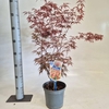Acer palmatum