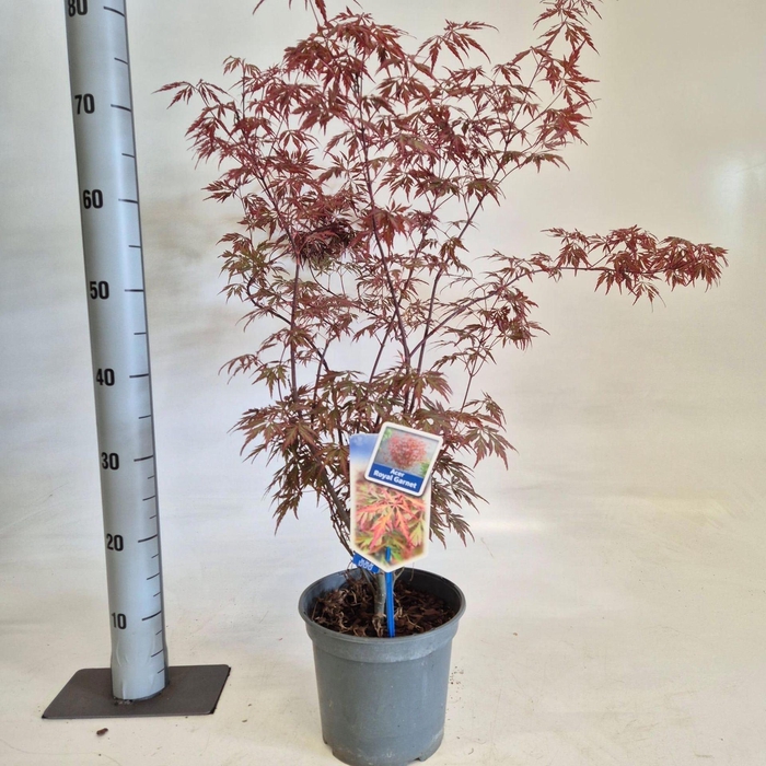 Acer palmatum