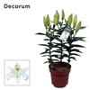 Lilium Or Starlight White 17cm