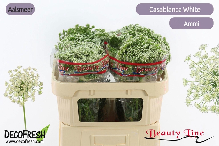 <h4>AMMI VIS CASABLANCA</h4>