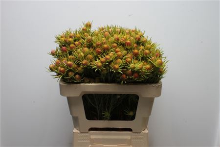 <h4>Leucad Cape Spice</h4>