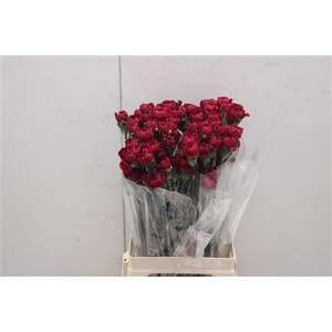 Di St Rainbow Purple