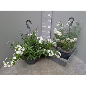 SOLANUM JASMINOIDES