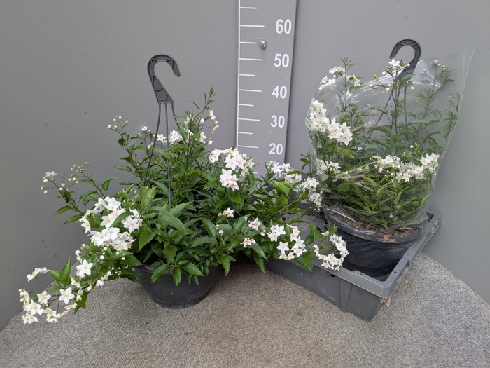 <h4>SOLANUM JASMINOIDES</h4>