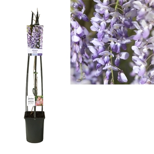 Wisteria sinensis +light label