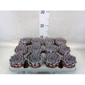 Echeveria  'Orion'