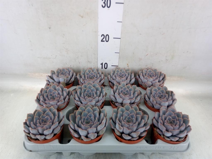 <h4>Echeveria  'Orion'</h4>