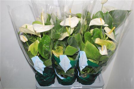 <h4>Anthu A Samora 6+</h4>