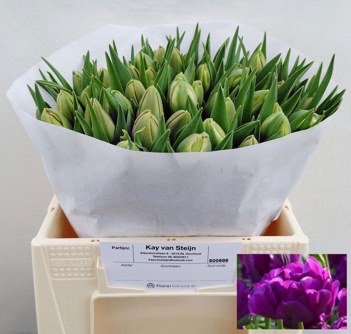 <h4>TU DU PURPLE PION</h4>