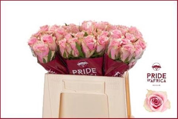 <h4>R Gr Athena Royale</h4>