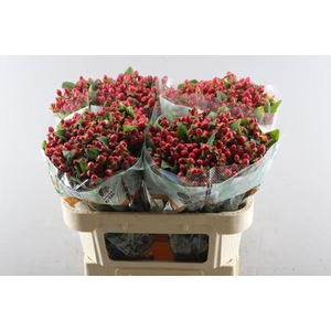 Hypericum Triumph (rood)