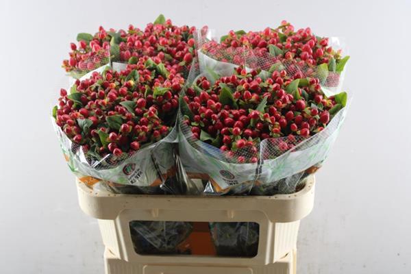 <h4>Hypericum Triumph (rood)</h4>