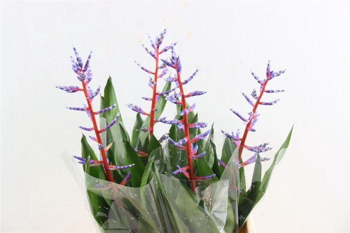 <h4>Aechmea Blue Rain</h4>