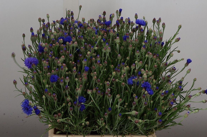 <h4>Centaurea cyanus</h4>