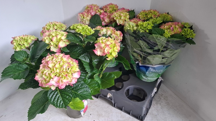 <h4>HYDR M ROSITA</h4>