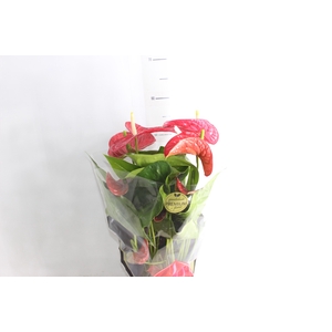 ANTHURIUM MICHIGAN P17 PREMIUM