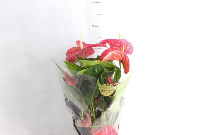 <h4>ANTHURIUM MICHIGAN P17 PREMIUM</h4>