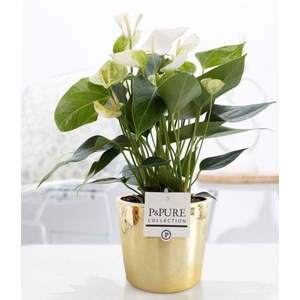 Anthurium white (Elido) in P&PURE Laryssa ceramics shiny gold