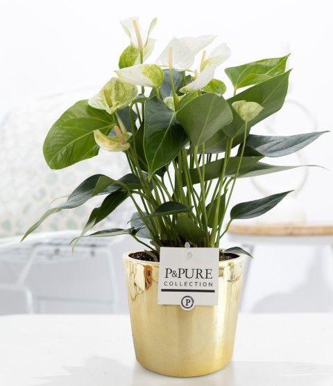<h4>Anthurium white (Elido) in P&PURE Laryssa ceramics shiny gold</h4>