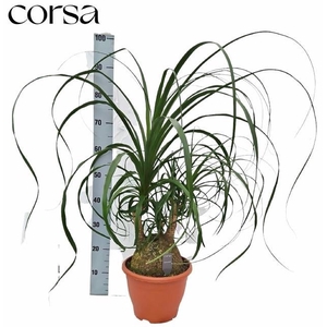 BEAUCARNEA RECUR