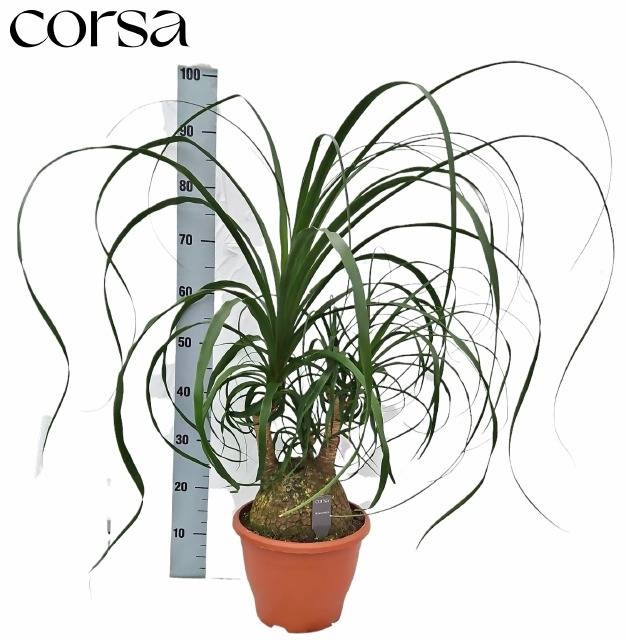 <h4>BEAUCARNEA RECUR</h4>