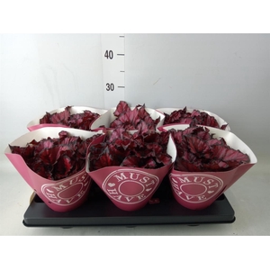 Begonia BD 'Kohala Red'