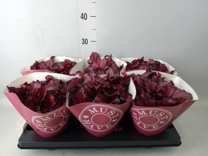 <h4>Begonia BD 'Kohala Red'</h4>