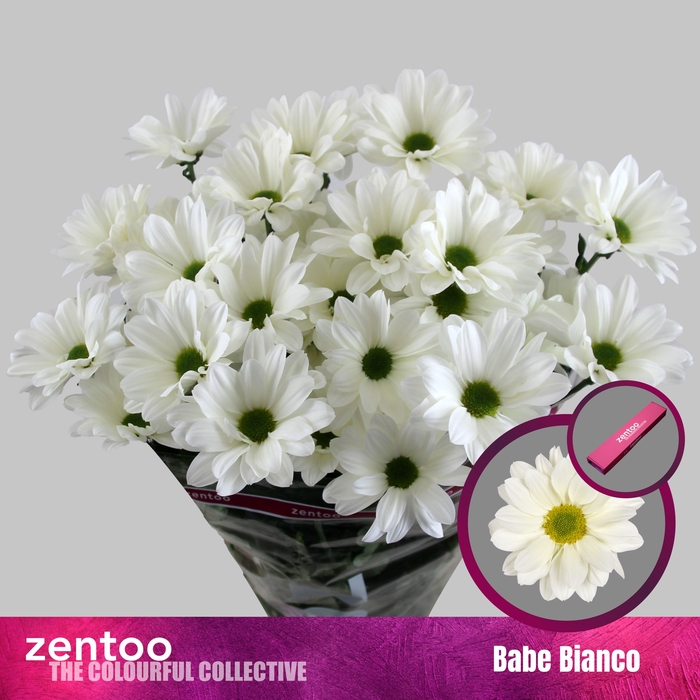 <h4>Chrysanthemum Indicum Grp tros Babe Bianco</h4>